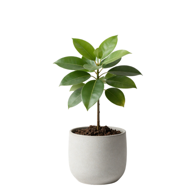 النباتات والأشجار